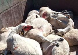 Ovejas muertas tras un ataque de lobos.