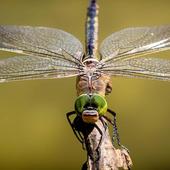 Cómo actuar en caso de que te pique un insecto