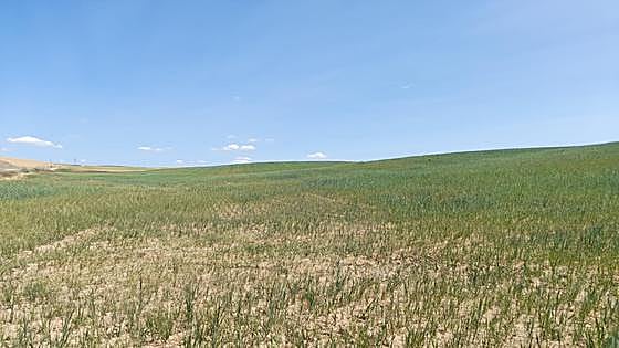 UPA-COAG pide al Gobierno que considere a Castilla y León «región con afección alta de sequía»
