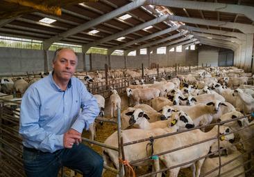 «La oveja churra no está en peligro de extinción, pero sí desprotegida»