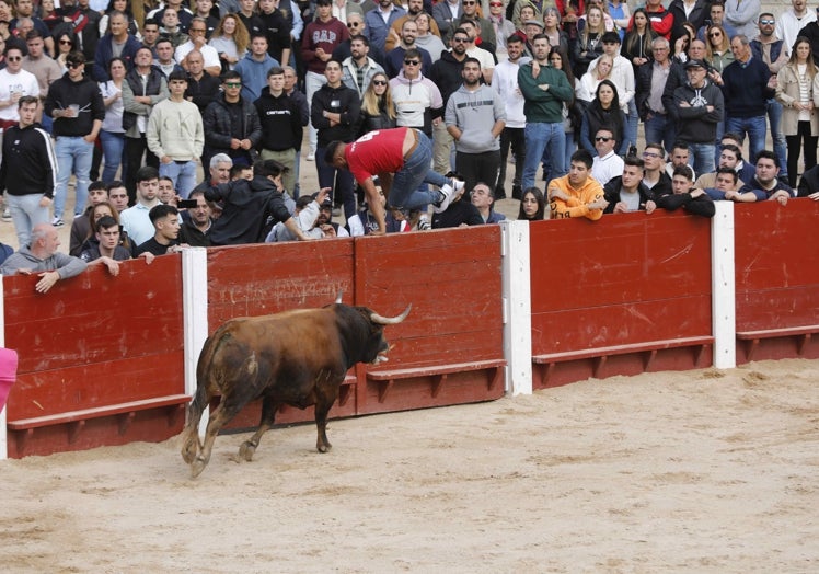 Primer novillo de la capea en salir al ruedo.