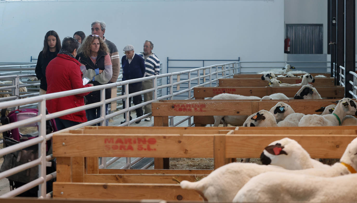 Feria Nacional de Ganado Ovino Selecto de Raza Churra en Palencia