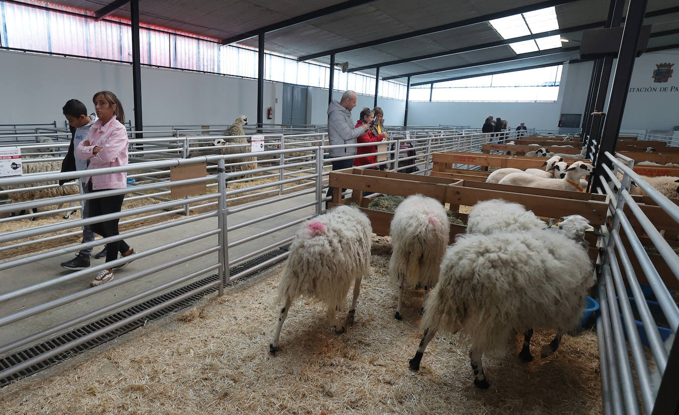 Feria Nacional de Ganado Ovino Selecto de Raza Churra en Palencia