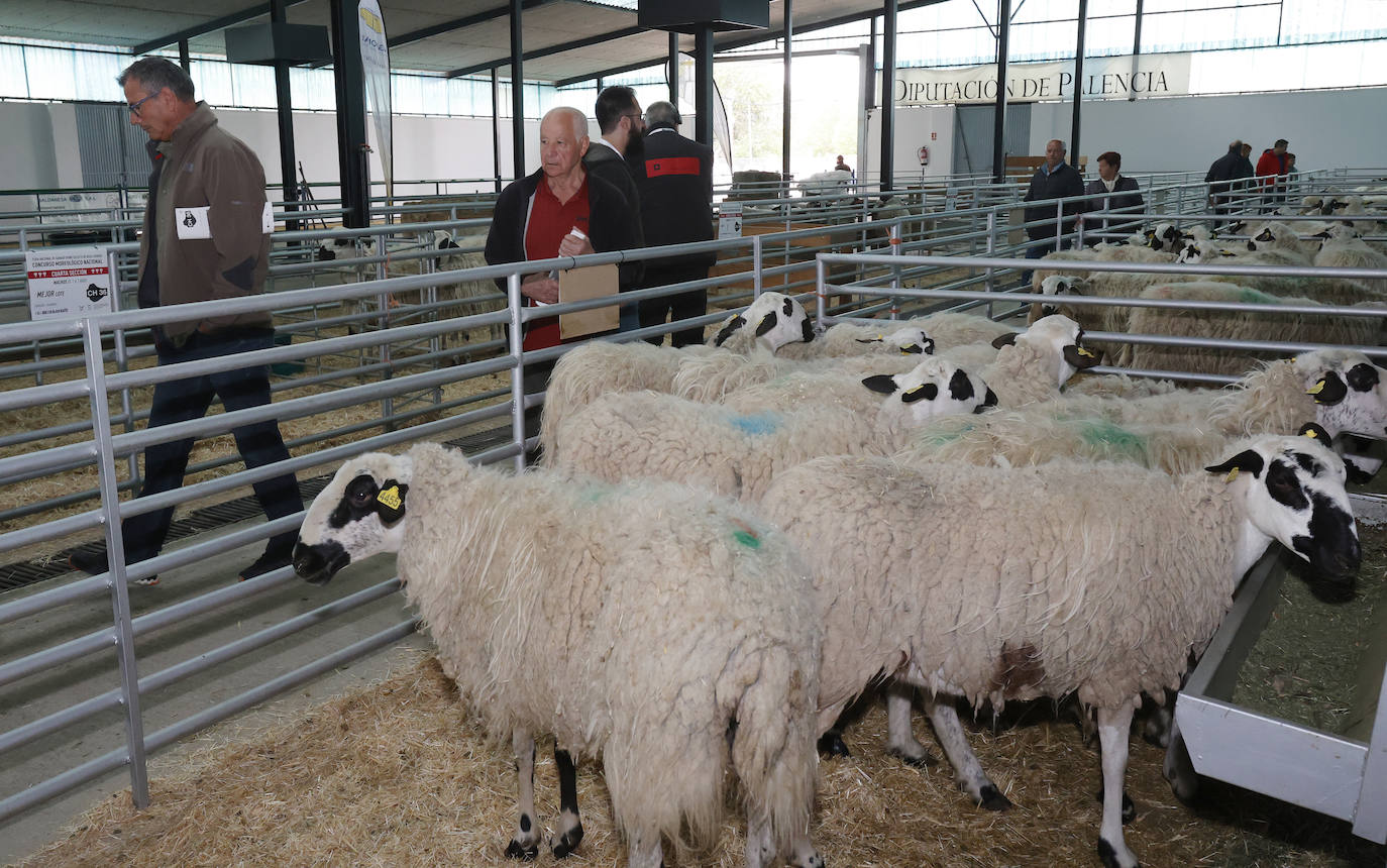 Feria Nacional de Ganado Ovino Selecto de Raza Churra en Palencia