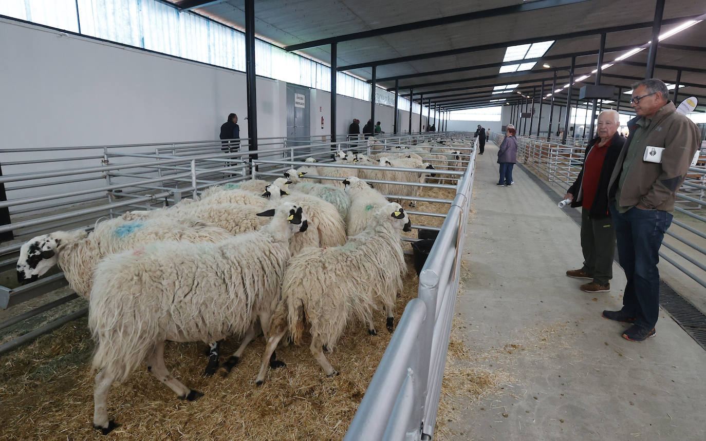 Feria Nacional de Ganado Ovino Selecto de Raza Churra en Palencia