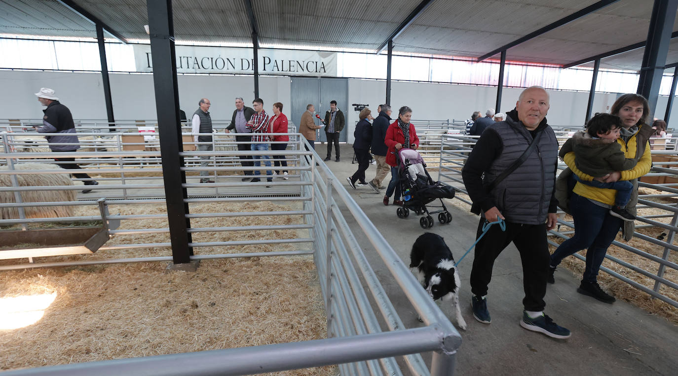 Feria Nacional de Ganado Ovino Selecto de Raza Churra en Palencia