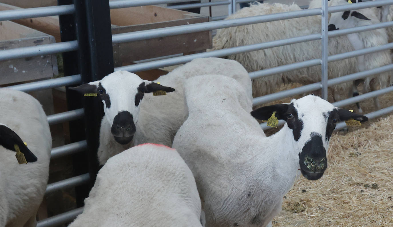 Feria Nacional de Ganado Ovino Selecto de Raza Churra en Palencia