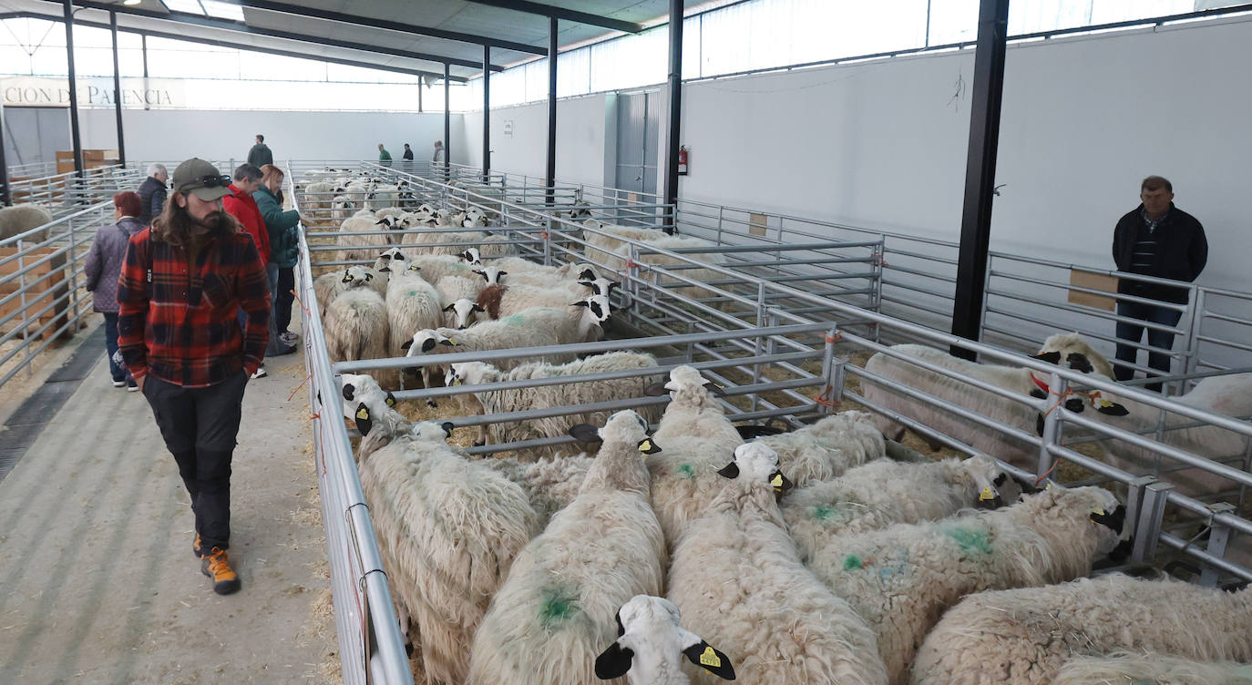 Feria Nacional de Ganado Ovino Selecto de Raza Churra en Palencia