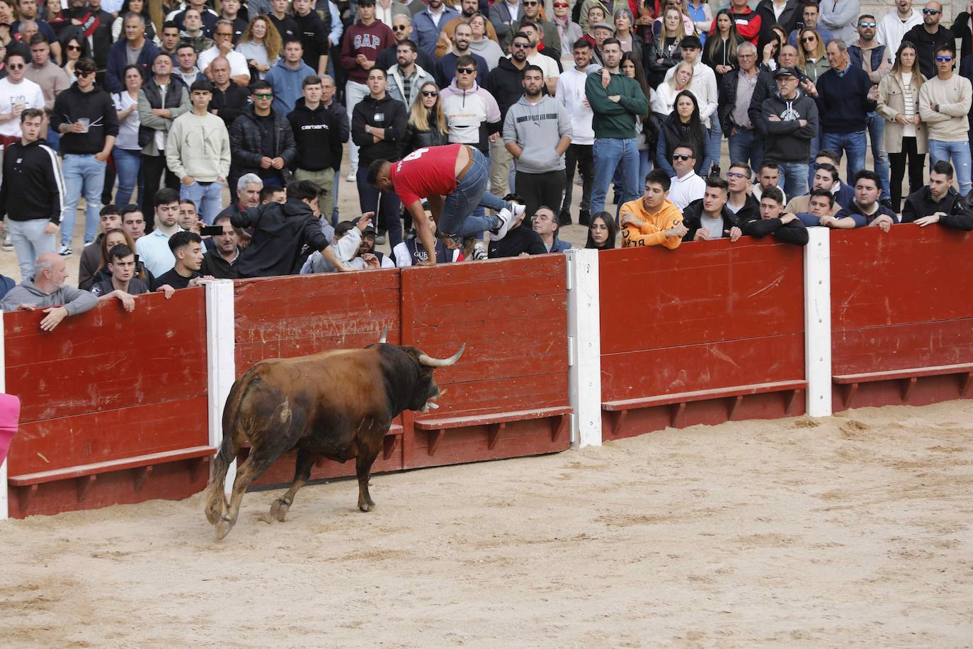 Los Toros de Mayo arrancan con un gran ambiente festivo en Peñafiel