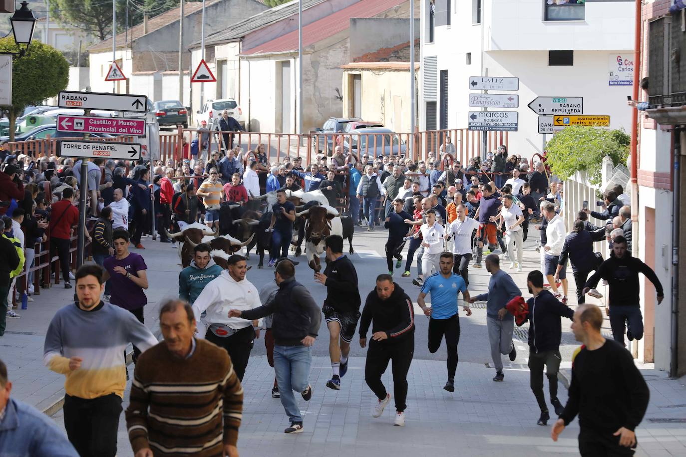 Peñafiel despide el fin de semana con un encierro limpio