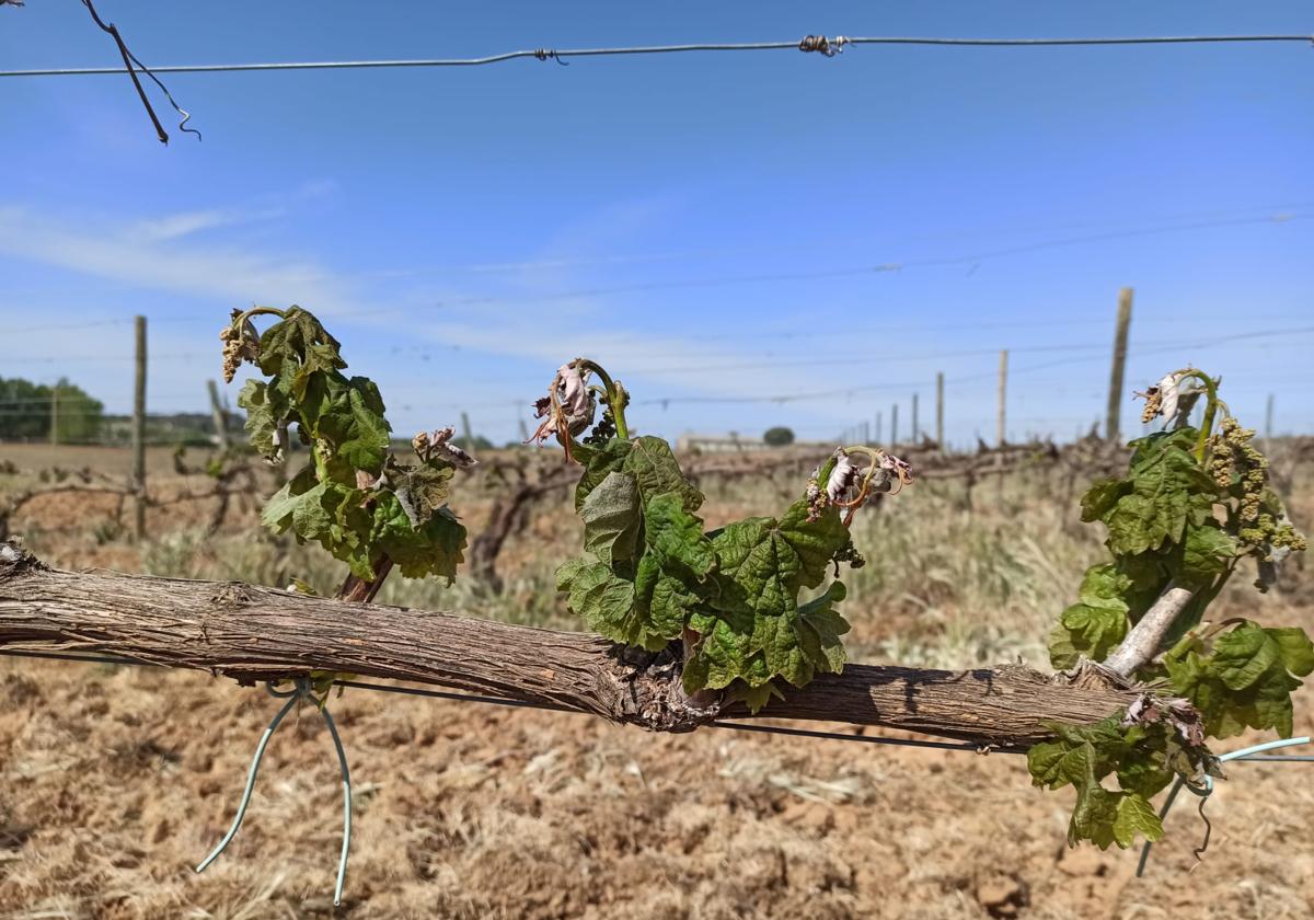 Daños en el viñedo en Ribera del Duero por las heladas tardías.