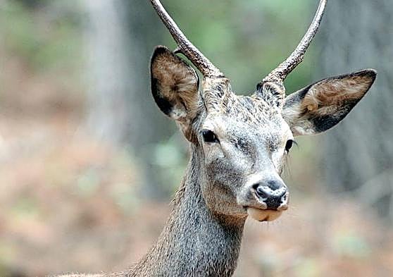 Juzgados tres cazadores por matar un ciervo sin permiso en un coto de Celada