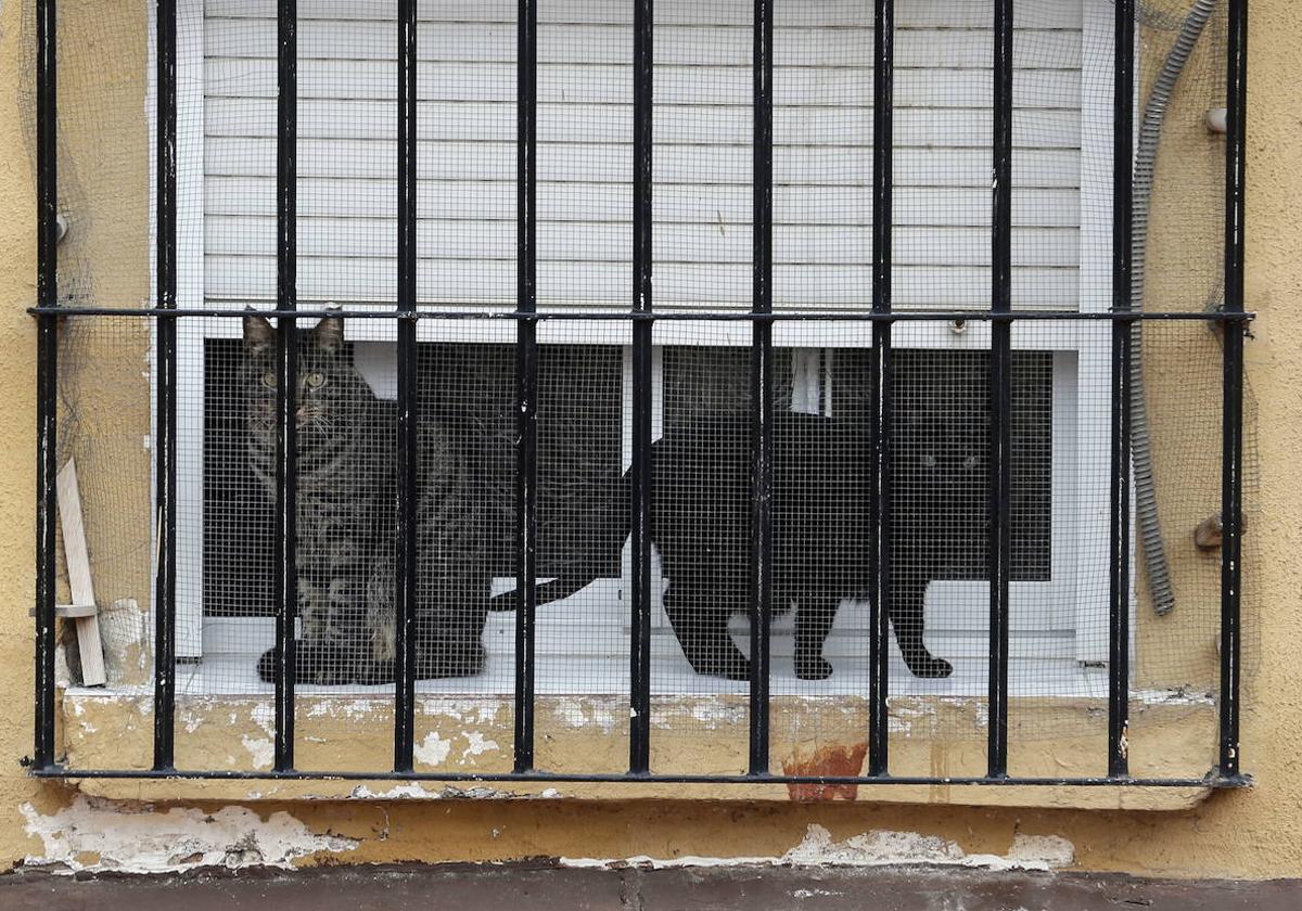 Asume un año de cárcel por dejar morir a dos gatos encerrados en un piso