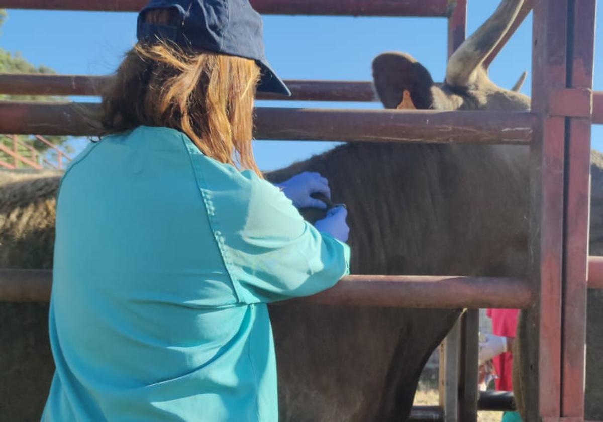 Una veterinaria realiza una prueba durante un saneamiento ganadero.