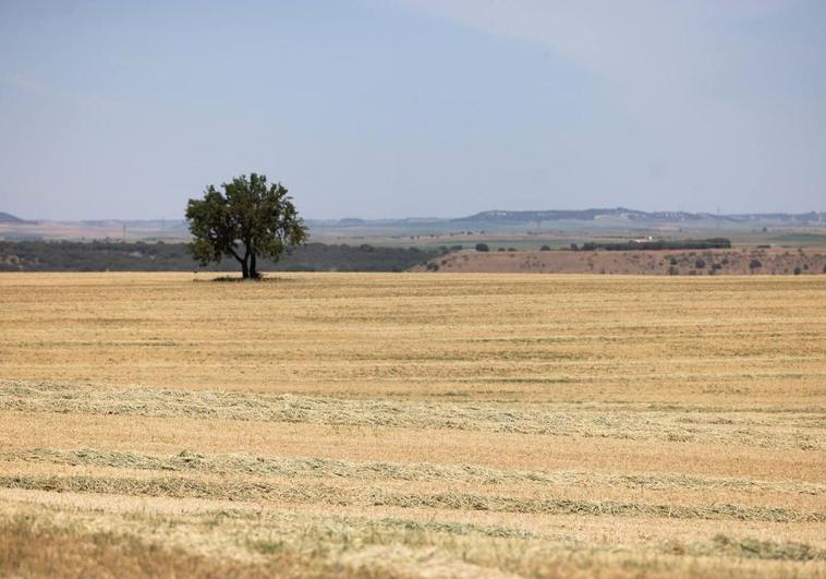 Una parcela de secano en la provincia de Valladolid, lista para empacar esta campaña.