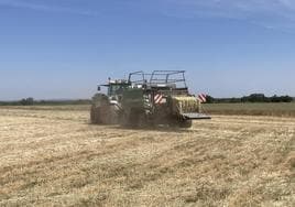 Agroseguro calcula que al menos 29.000 hectáreas de cereal se segarán en verde