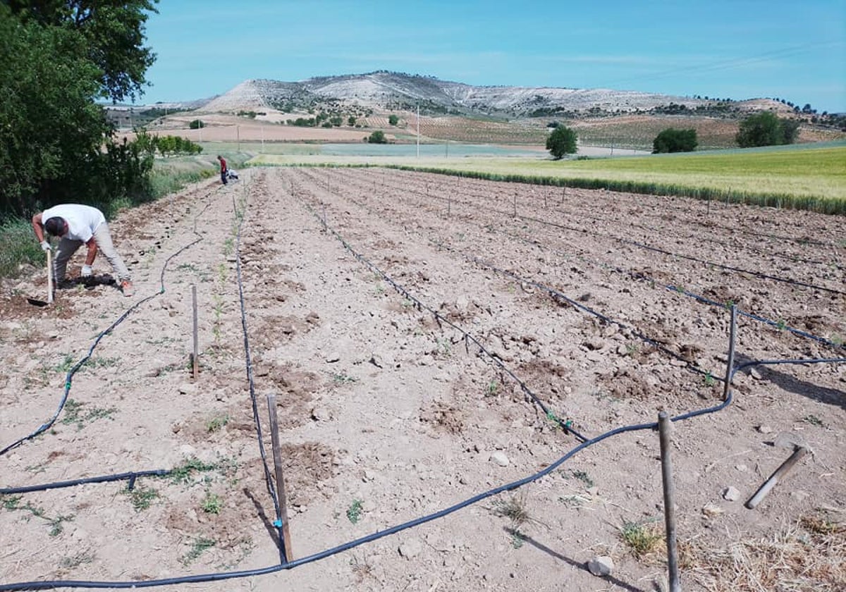 Plantación de las 1.050 variedades de tomate.