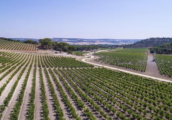 Viñedos en la Ribera del Duero.