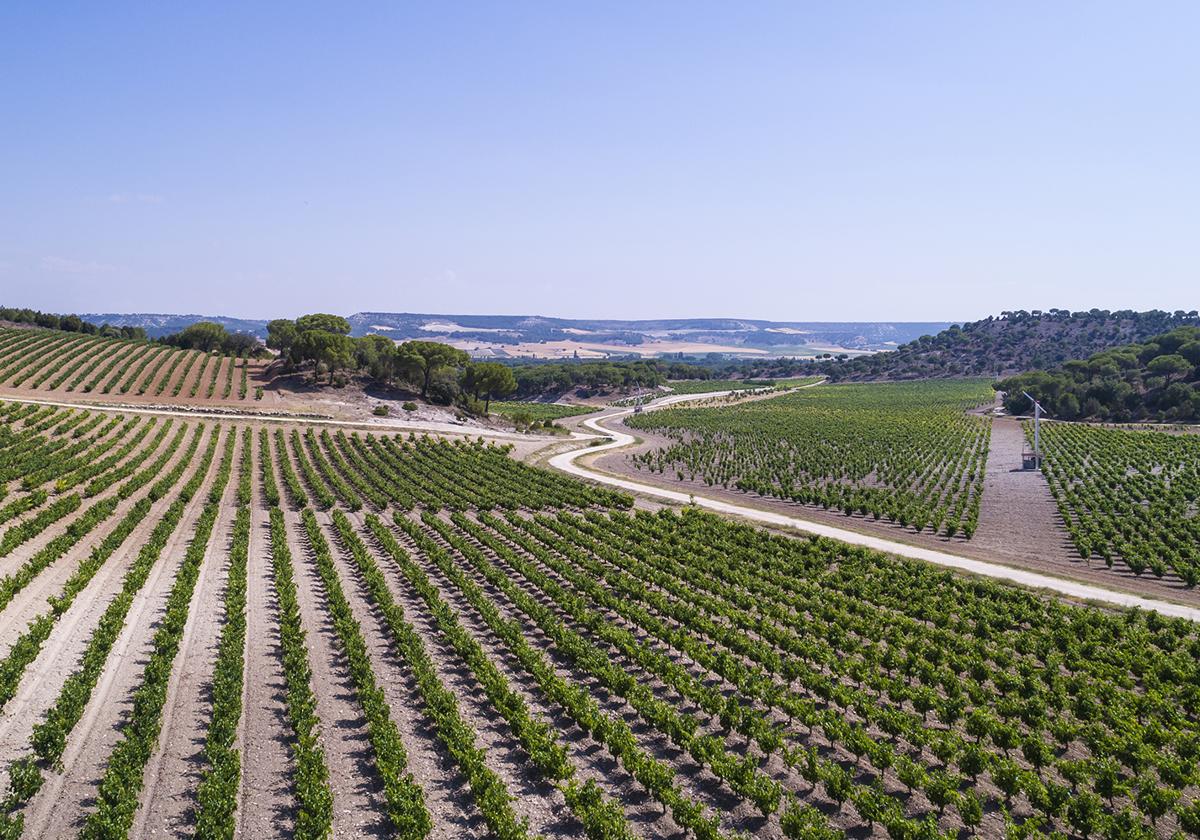 Viñedos en la Ribera del Duero.