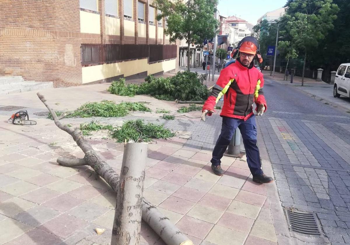 Árbol derribado por el viento en la plaza de Santa Eulalia.