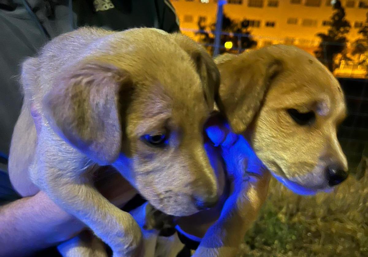 Buscan a los dueños de dos cachorros perdidos en Valladolid