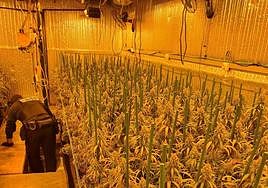 Una de las plantaciones 'indoor' localizadas durante la operación de Barrio España.