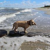 Las diez playas más cercanas a Valladolid para ir con tu perro