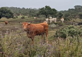 El ganado aprovecha el pasto en una finca de la localidad salmantina de Ituero de Azaba.