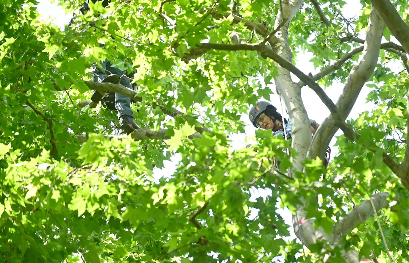 XX Campeonato de España de Trepa de Árboles en el Campo Grande de Valladolid