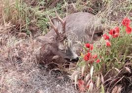 El corzo herido en la cuneta de la carretera.