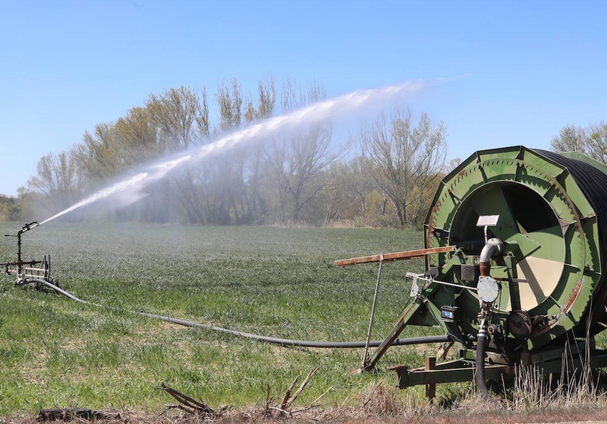 Riego del cereal en Monzón de Campos.