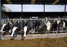 Explotación de ganado bovino para la producción de leche en la localidad vallisoletana de Pollos.