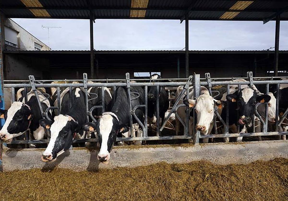 Explotación de ganado bovino para la producción de leche en la localidad vallisoletana de Pollos.