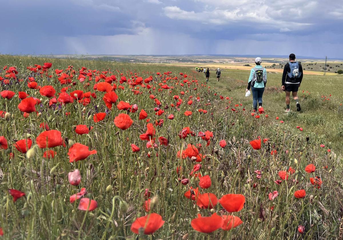 Los peregrinos de camino a la ermita de San Frutos, a su paso por Valdesaz.