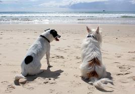 Desde casas rurales hasta playas caninas: opciones para viajar con tu perro este verano