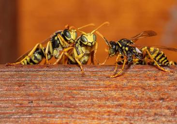 La Polistes, la avispa más común en Valladolid