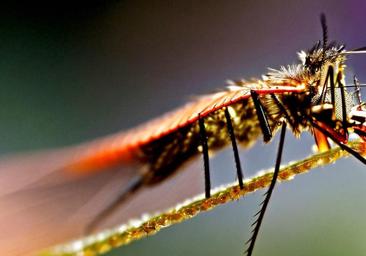 ¿Por qué a algunas personas les pican más los mosquitos que a otras?