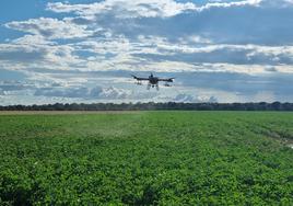 Un dron, en una parcela de Eduardo Arroyo, durante uno de los vuelos para tratar patatas.