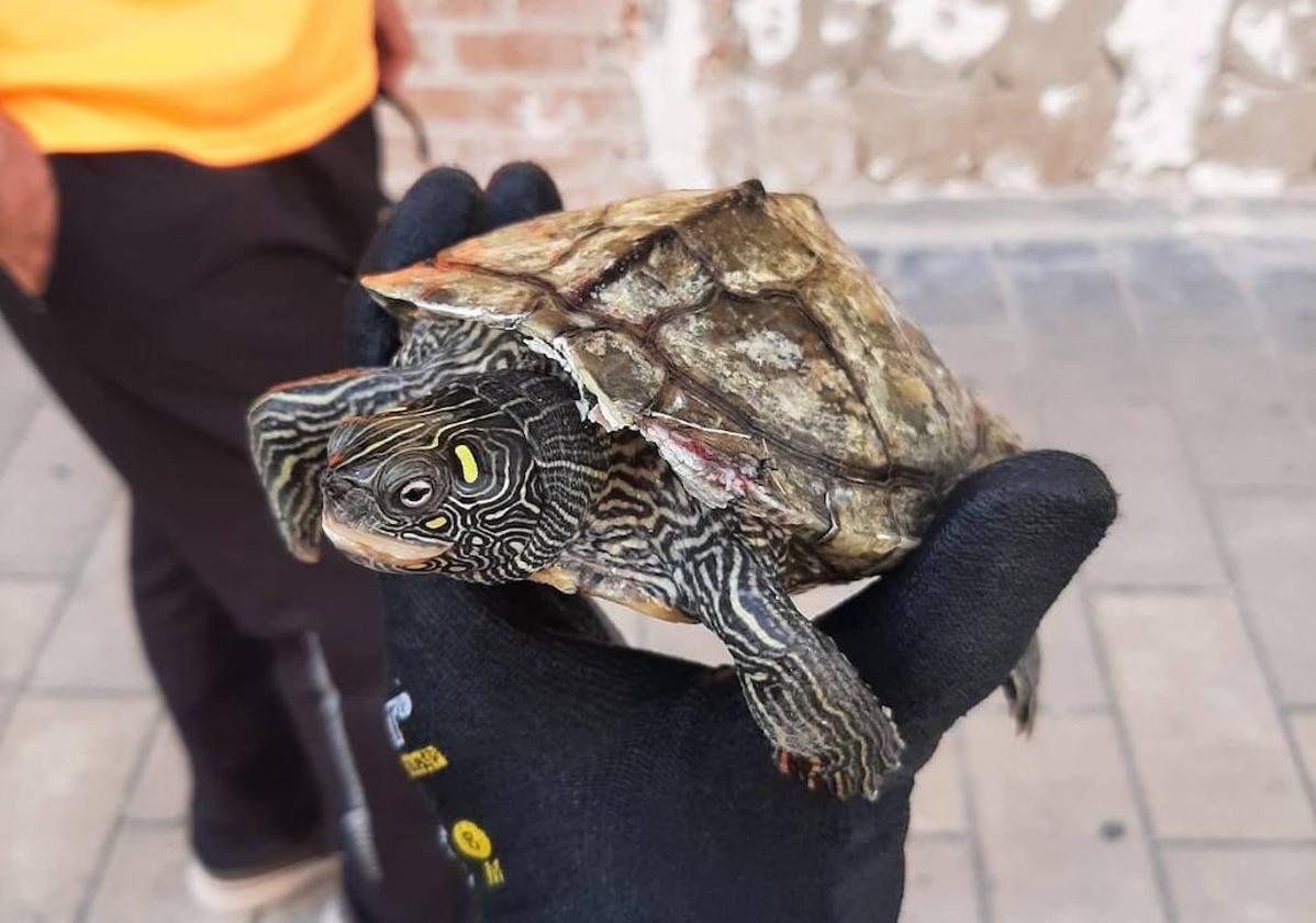 La tortuga rescata por la Policía Local de Valladolid.