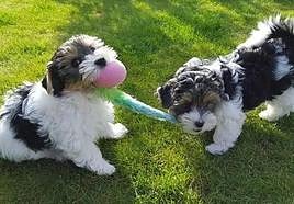 Nuevo aplazamiento del juicio por estafa en la compra de dos perros Yorkshire