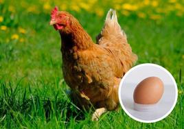 ¿Fue antes el huevo o la gallina? La ciencia responde