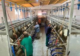 La subida del precio de la leche no evita la caída de producción del 7% por los elevados costes
