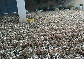 Parte de la producción de este año de Ajos Cuelgamures, en Zamora.