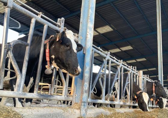 Explotación de vacuno de leche.