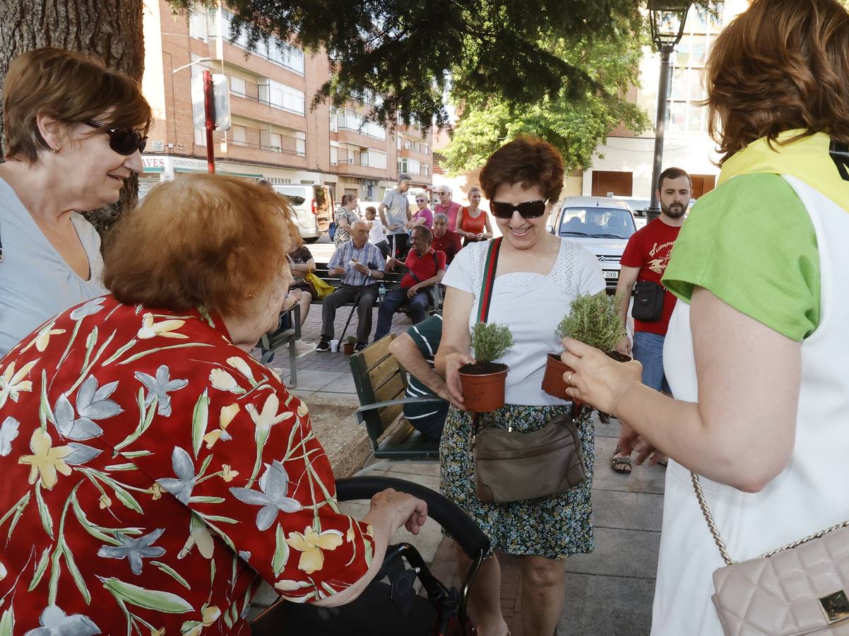 San Juanillo se impregna de tomillo