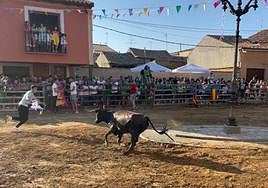 Un joven cita a la vaquilla durante el festejo.