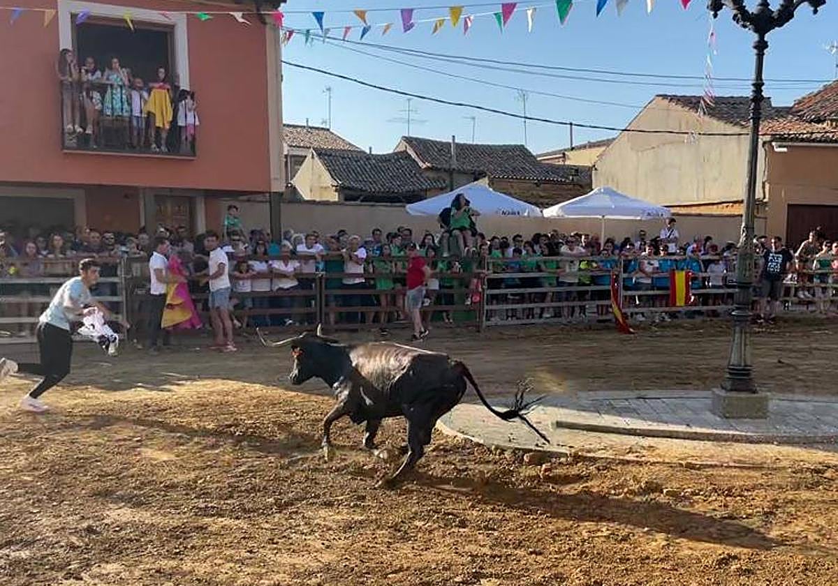 Un joven cita a la vaquilla durante el festejo.