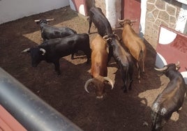 Novillos en la plaza de Toros de Soria