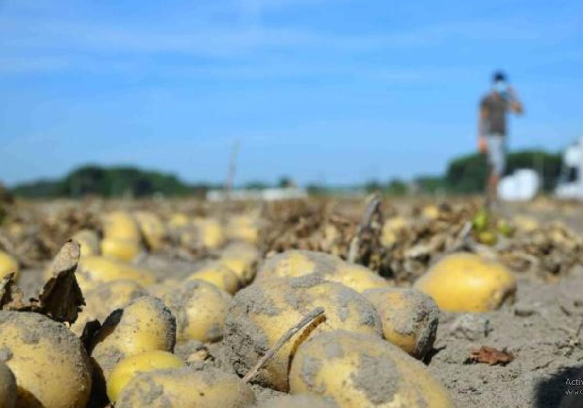 Superficie destinada a patatas.