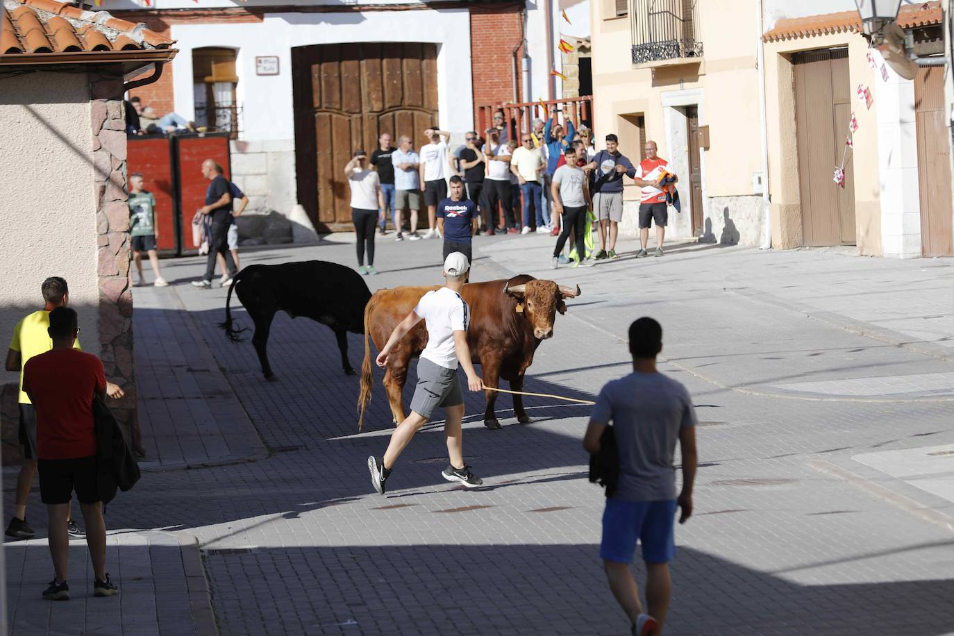 Encierro del sábado por la mañana en Traspinedo